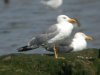 Yellow-legged Gull at River Roach (Steve Arlow) (49092 bytes)
